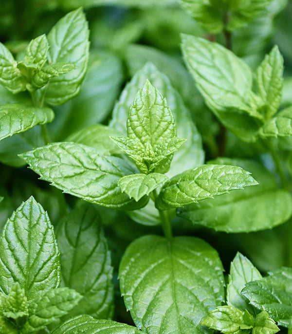 Baume à lèvre-menthe poivrée-7g